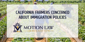 Farmers ask the government to allow undocumented immigrants to work