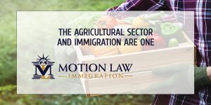 Immigration is the mainstay of the agricultural sector